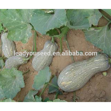 MPU02 Lixia venda quente híbrido verde sementes de abóbora doce